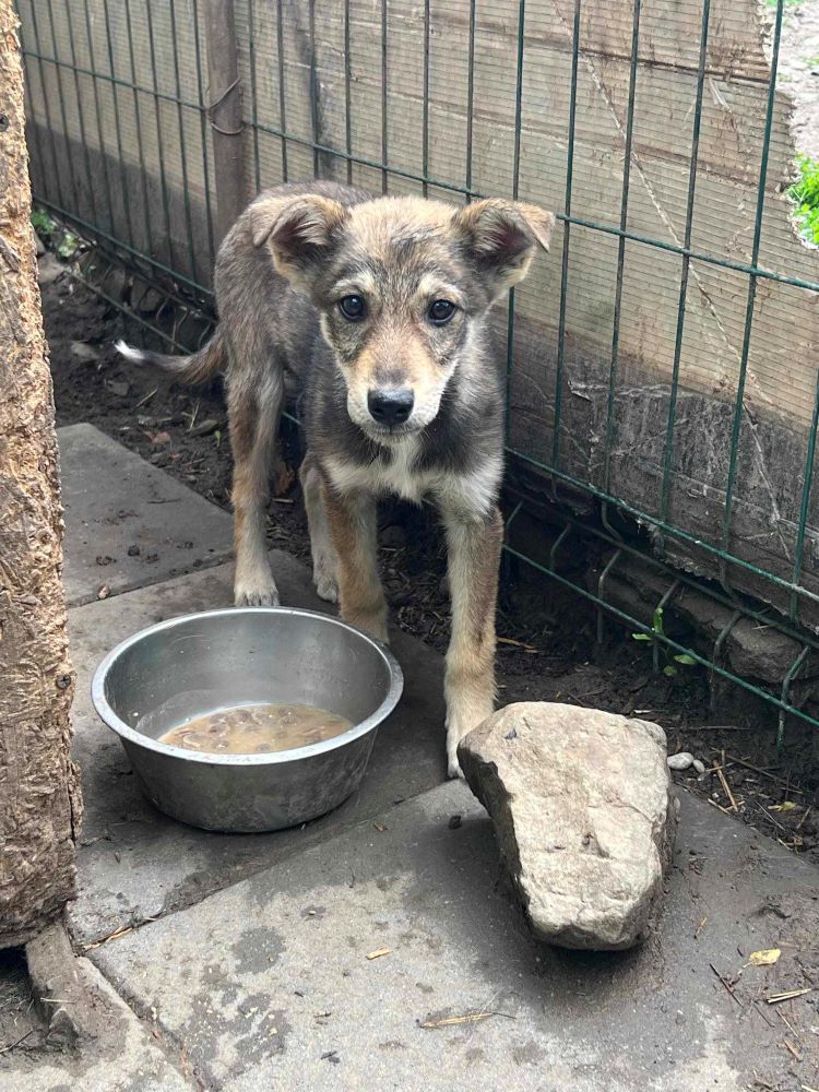 SAMBA (ex CHOUQUETTE) - Chiot femelle croisée de taille moyenne à l'âge adulte - Née environ en Janvier 2024 - Refuge de Monica- Réservée à l'adoption par Isabelle en France ( département 89) 44599110