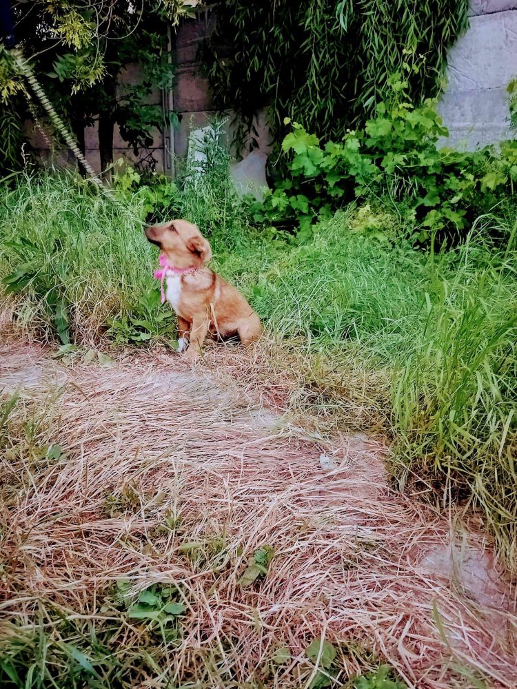 BONBON - Chiot femelle croisée de petite taille à l'âge adulte - Née environ en Décembre 2023 - Refuge de Ozana - Adoptée via une autre association 44602110