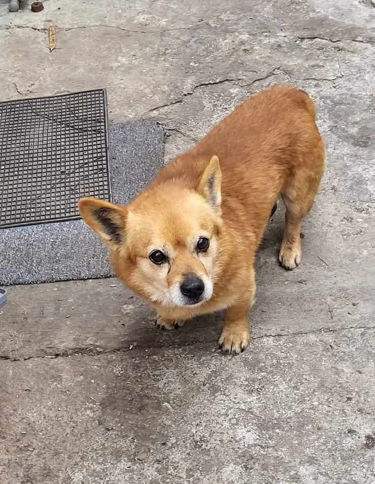 PIKACHU - Mâle croisé de petite taille - Né environ en 2021 - Refuge de Luminita - Adopté en Angleterre 44603511