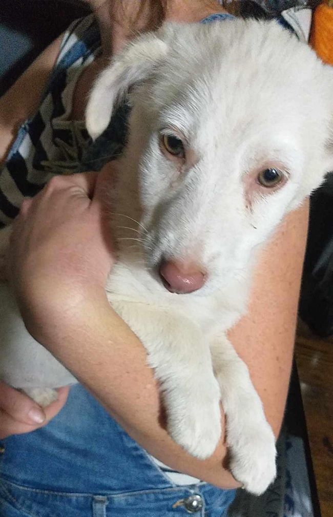 PRINCESSE (ex BEGONIA) - Chiot femelle croisée de taille petite à moyenne à l'âge adulte - Née environ en Mars 2024 - Refuge de Florin- Adoptée par Laurent en France( département 35) 44778210