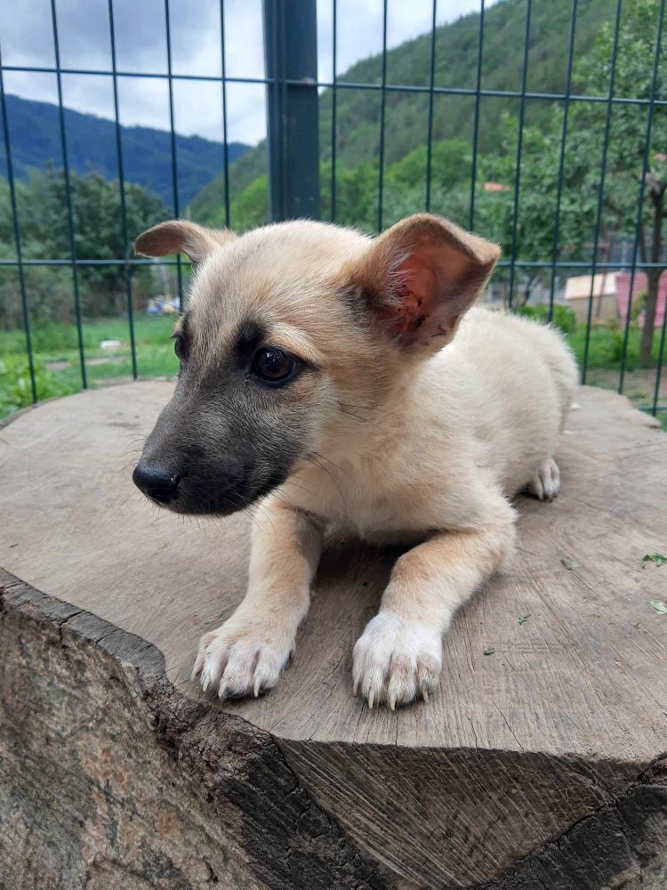 BLOOM (ex TOLSTOÏ) - Chiot mâle croisé de taille petite à moyenne à l'âge adulte - Né environ en Mars 2024 - Refuge de Monica - Adopté par Charlotte en France ( dpt 42 ) 44825011