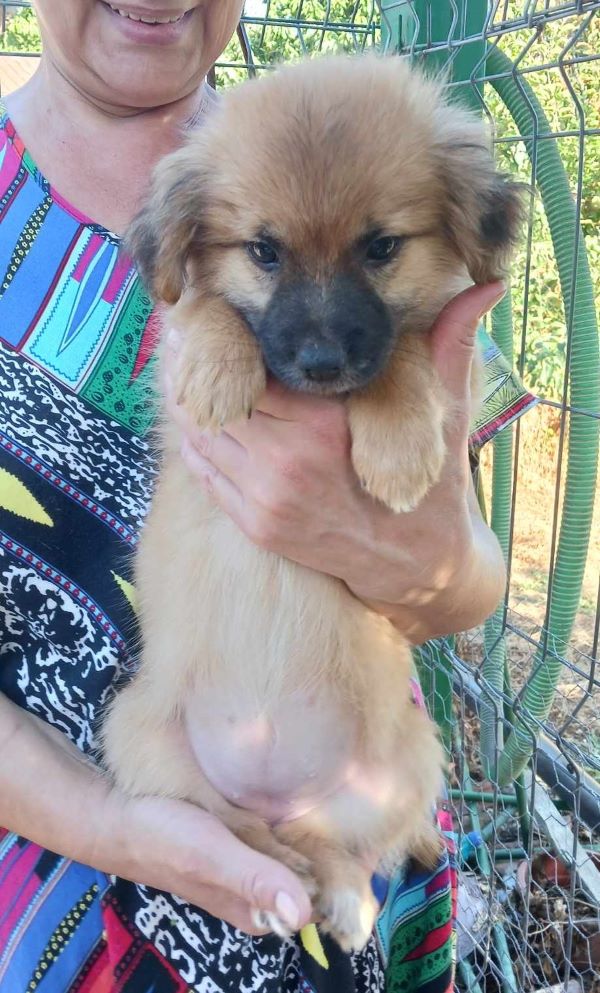 LOUNA - Chiot femelle croisée de petite taille à l'âge adulte - Née environ en Mars 2024 - Refuge d'Aurelia- Adoptée par Angélique en France ( département 33) 44826413