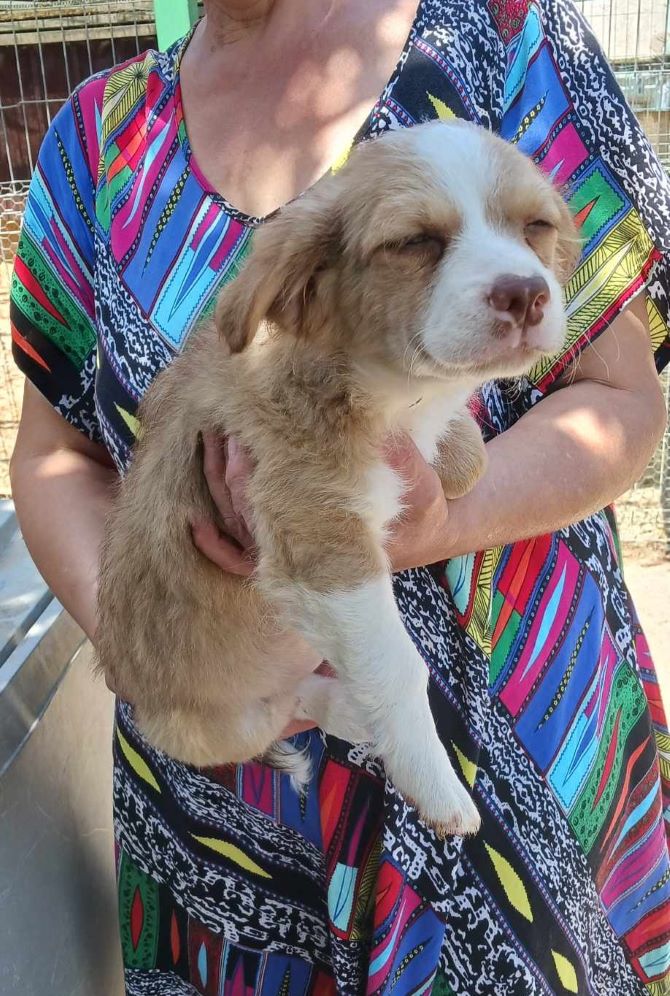 COOKIE (ex TROGNON) - Chiot mâle croisé de petite taille à l'âge adulte - Né environ en Mars 2024 - Refuge d'Aurelia - En famille d'accueil chez Nelly en France (département 28) - Adopté par Yohann en France ( département 28 ) 44832211