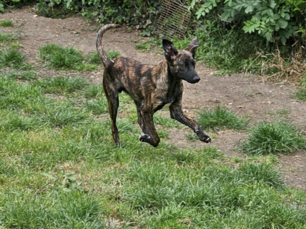 CARAMEL - Chiot mâle croisé de taille petite à moyenne à l'âge adulte - Né environ en Janvier 2024 - Refuge d'Aurelia - En famille d'accueil chez Nelly en France (dpt 28) 44835910