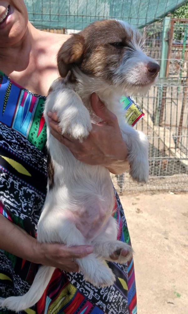 CHARLY (ex TOUDOU) - Chiot mâle croisé de petite taille à l'âge adulte - Né environ en Mars 2024 - Refuge d'Aurelia- Adopté par Géraldine en Belgique  44845910