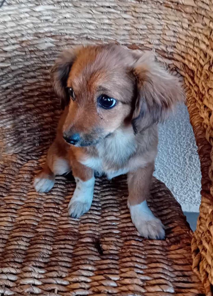 MELBA - Chiot femelle croisée de petite taille à l'âge adulte - Née environ en Février 2024 - Refuge de Luminita - Adoptée par Sibylle en Suisse 44850311