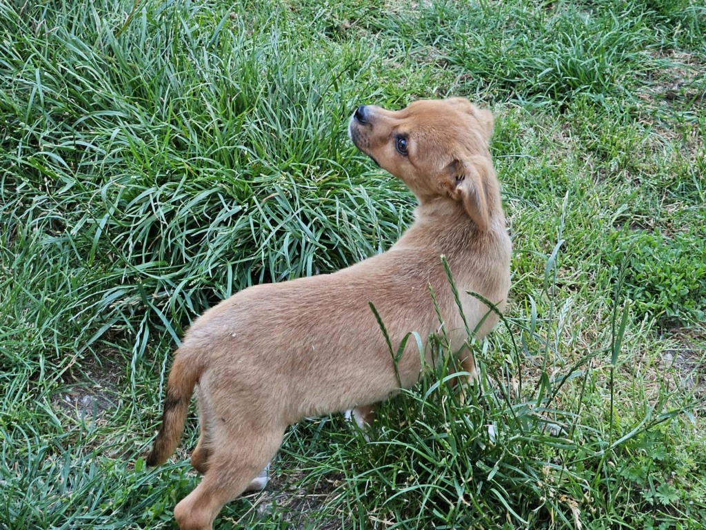 CHOUPI (ex CHEDDAR) - Chiot mâle croisé de taille petite à moyenne à l'âge adulte - Né environ en Février 2024 - Refuge de Monica - Adopté par Yves en France (département 29) 44851310