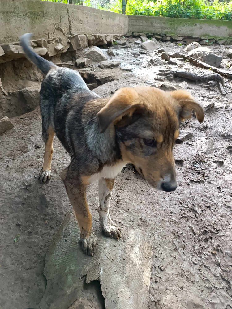 ARGOS (ex KOVU) - Chiot mâle croisé de taille moyenne à l'âge adulte - Né environ en Décembre 2023 - Refuge de Monica - Adopté par Léna en France ( département 53 ) 44851313