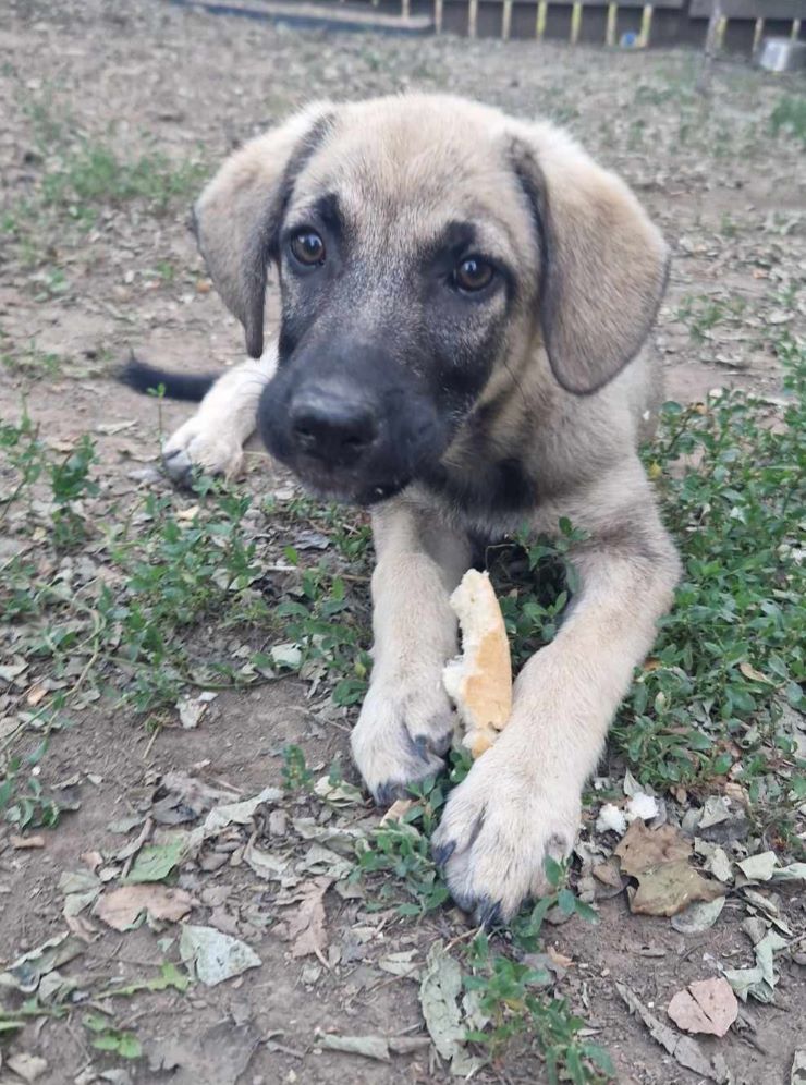 PUGGY - Chiot femelle croisée de taille moyenne à l'âge adulte - Née environ en Mars 2024 - Refuge de Monica 44853710