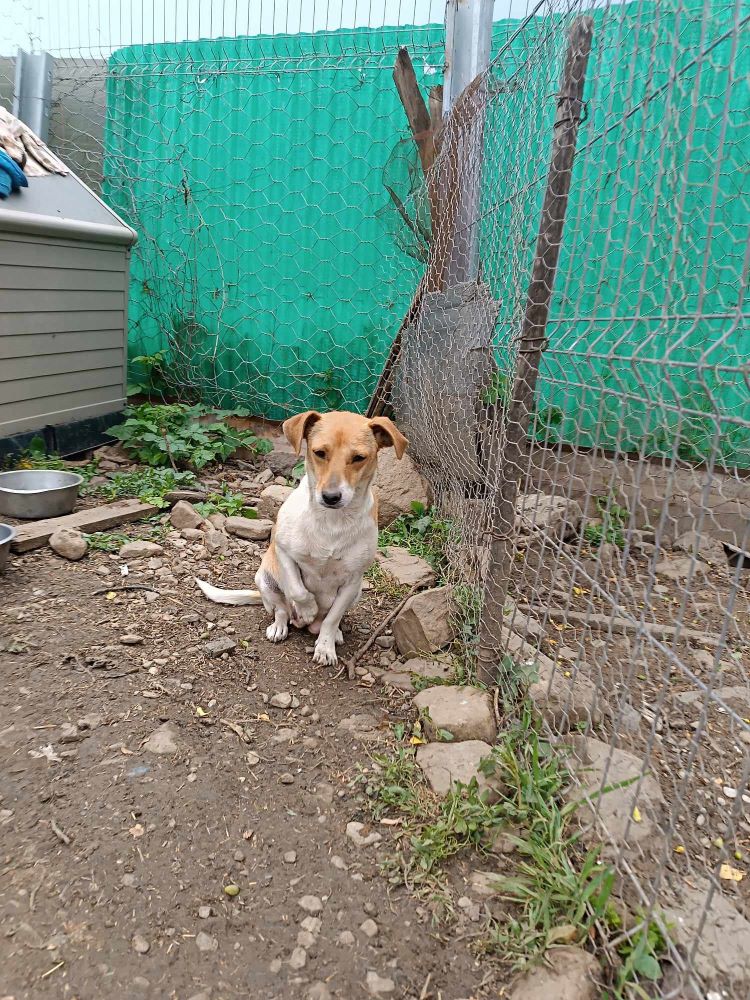 CAJOU - Femelle typée Jack Russel de petite taille (10 kg) - Née environ en 2022 - Refuge de Monica 44865911