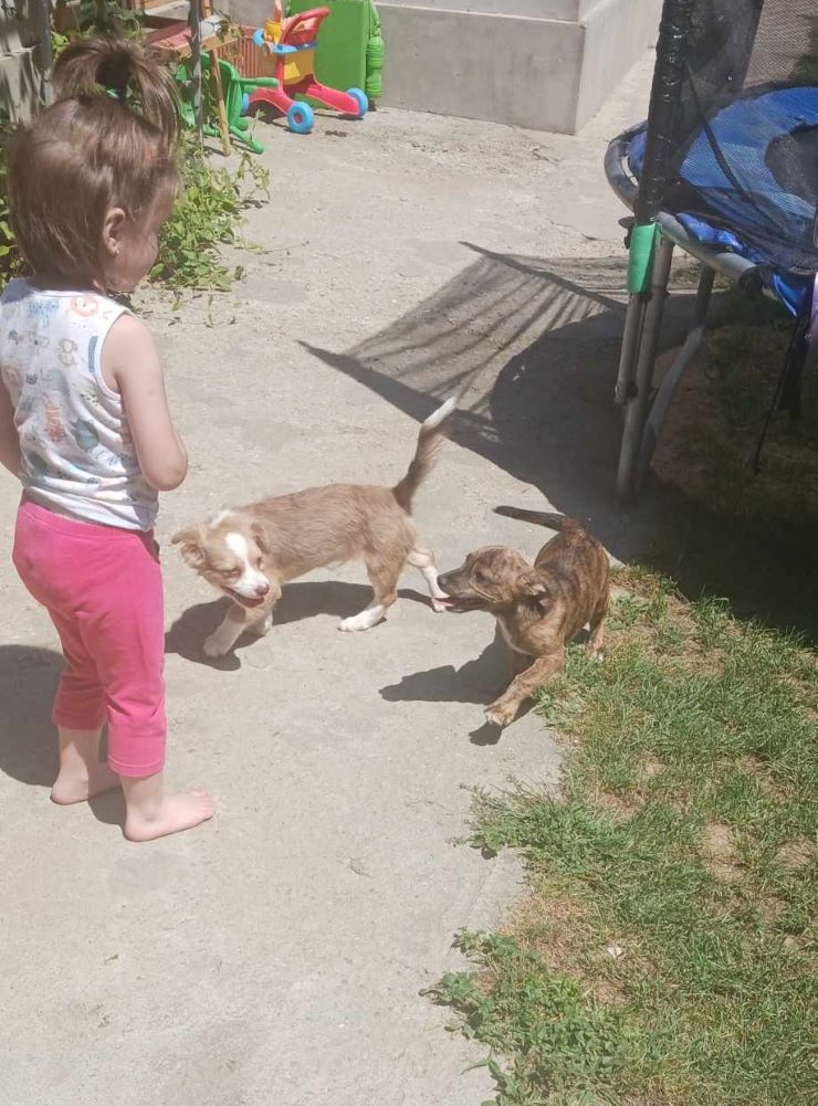 CHARLY (ex TICC) - Chiot mâle croisé de petite taille à l'âge adulte - Né environ en Mars 2024 - Refuge d'Aurelia - Adopté par Pascale en Belgique 44867311