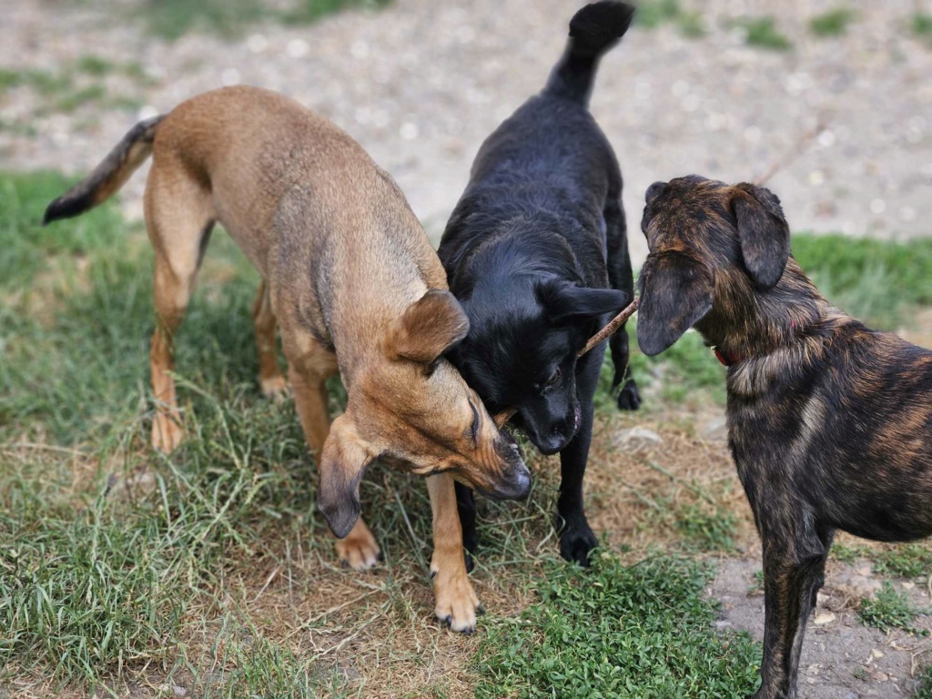 CARAMEL - Chiot mâle croisé de taille petite à moyenne à l'âge adulte - Né environ en Janvier 2024 - Refuge d'Aurelia - En famille d'accueil chez Nelly en France (dpt 28) 44870711