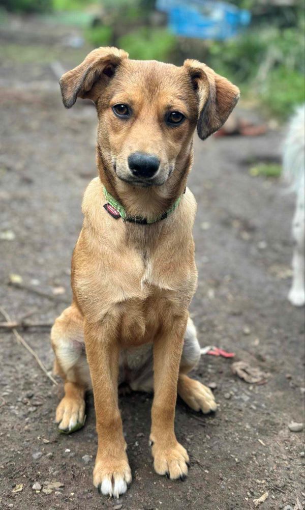 ANGELIQUE - Chiot femelle croisée de taille petite à moyenne à l'âge adulte - Née environ en Février 2024 - Refuge d'Aurelia - Adoptée par Claude en Belgique  44871511