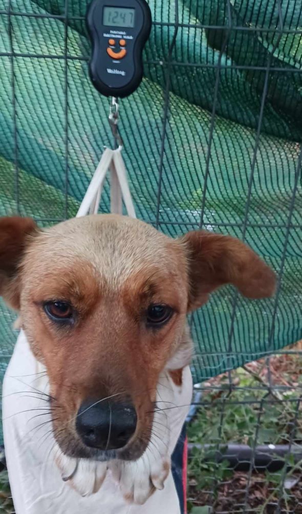 FANNY - Femelle croisée de taille petite à moyenne (12,4 kg) - Née environ en 2023 - Refuge d'Aurelia - Adoptée par Nathalie en France ( département 76 ) 44871911