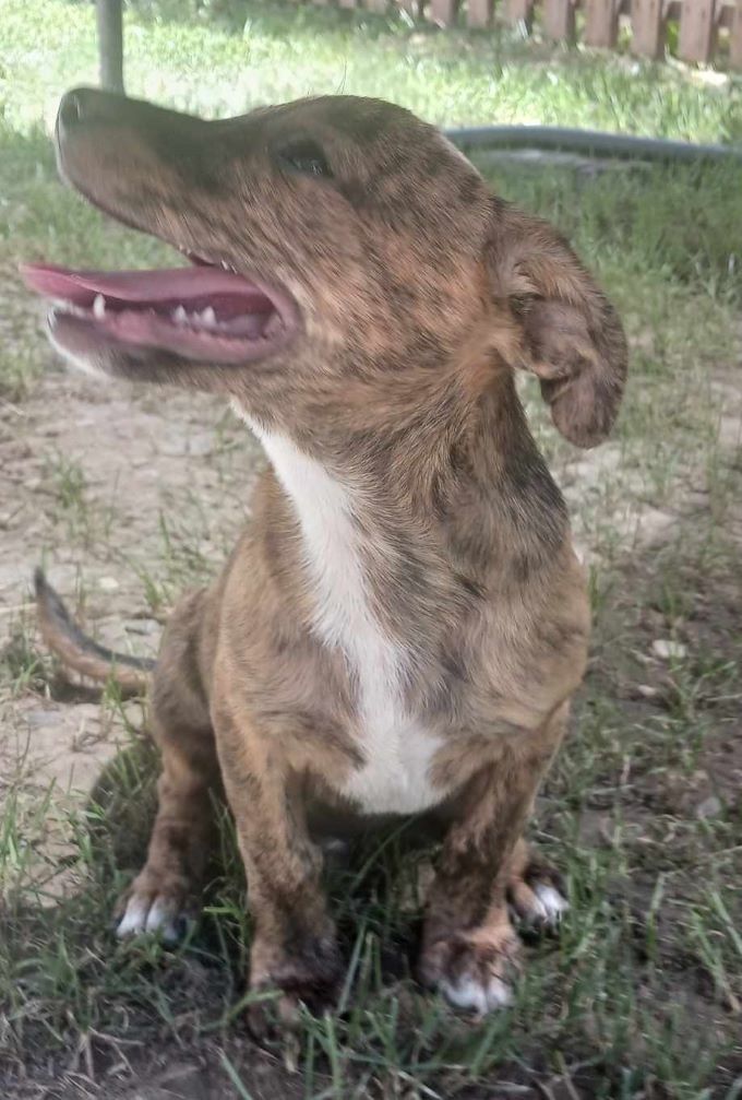 CHARLY (ex TICC) - Chiot mâle croisé de petite taille à l'âge adulte - Né environ en Mars 2024 - Refuge d'Aurelia - Adopté par Pascale en Belgique 44872910