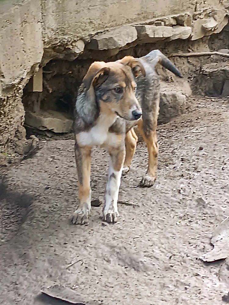 ARGOS (ex KOVU) - Chiot mâle croisé de taille moyenne à l'âge adulte - Né environ en Décembre 2023 - Refuge de Monica - Adopté par Léna en France ( département 53 ) 44877210