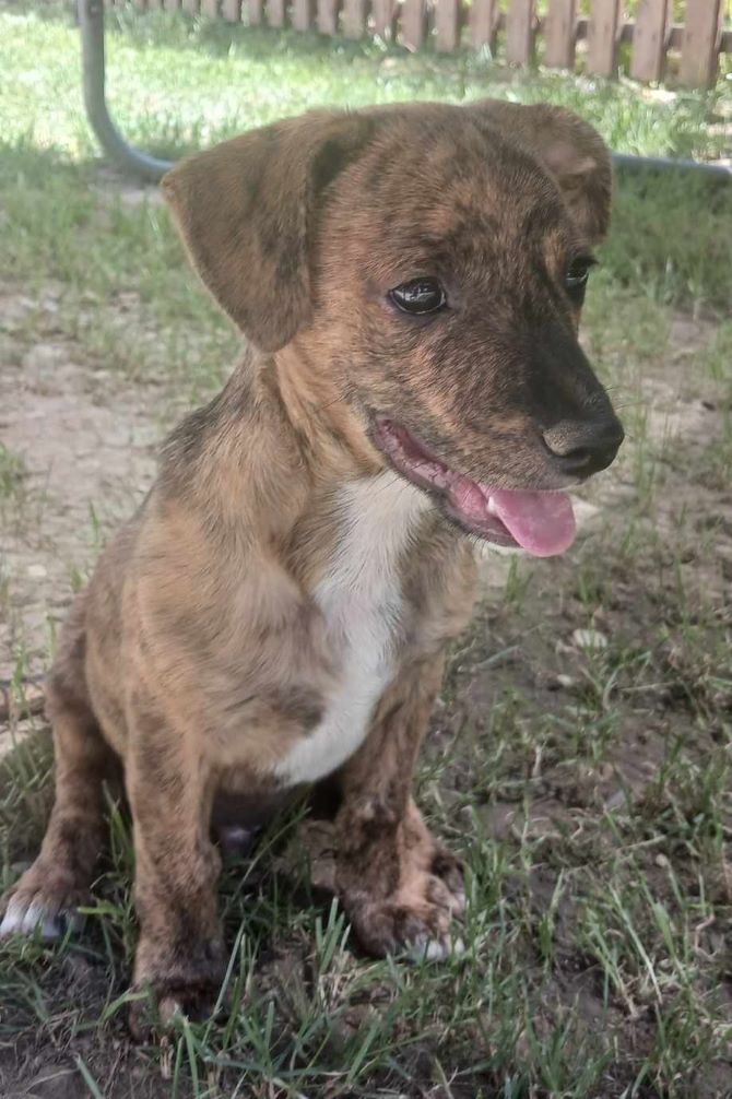 CHARLY (ex TICC) - Chiot mâle croisé de petite taille à l'âge adulte - Né environ en Mars 2024 - Refuge d'Aurelia - Adopté par Pascale en Belgique 44879410