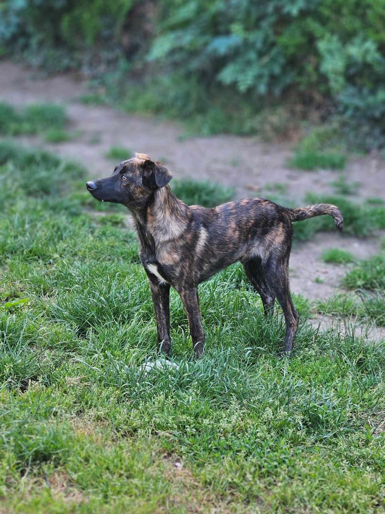 CARAMEL - Chiot mâle croisé de taille petite à moyenne à l'âge adulte - Né environ en Janvier 2024 - Refuge d'Aurelia - En famille d'accueil chez Nelly en France (dpt 28) 44880513