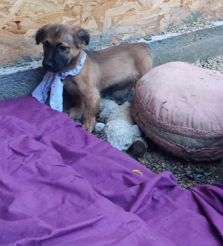 CUPCAKE - Chiot femelle croisée de petite taille à l'âge adulte - Née environ en Mars 2024 - Refuge de Ozana- Adoptée par Valérie en France( département 77) 44888910