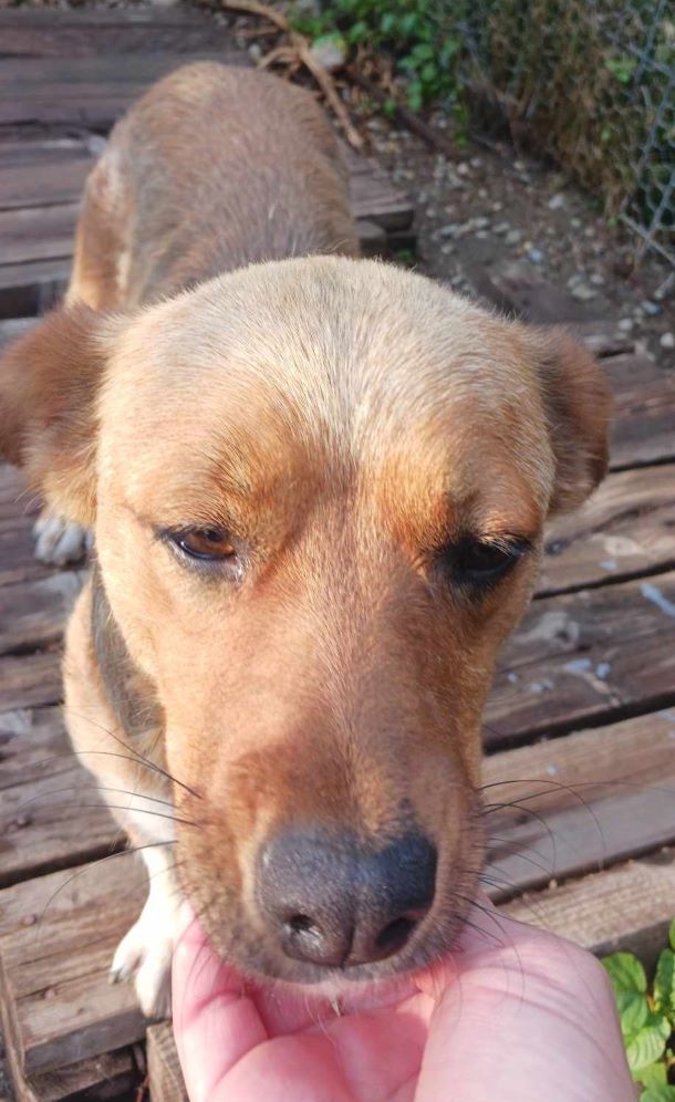 FANNY - Femelle croisée de taille petite à moyenne (12,4 kg) - Née environ en 2023 - Refuge d'Aurelia - Adoptée par Nathalie en France ( département 76 ) 44891912