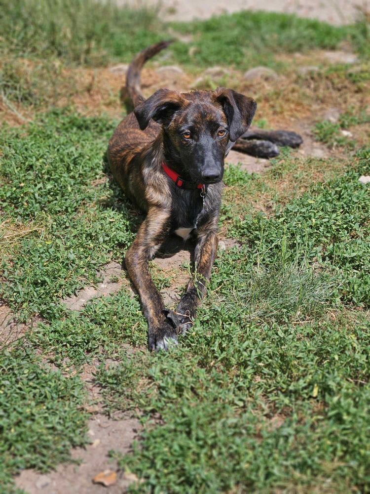 CARAMEL - Chiot mâle croisé de taille petite à moyenne à l'âge adulte - Né environ en Janvier 2024 - Refuge d'Aurelia - En famille d'accueil chez Nelly en France (dpt 28) 44893912