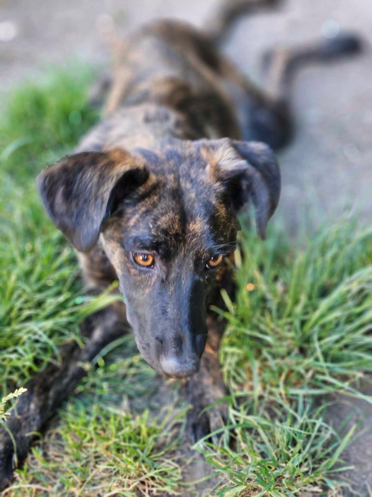 CARAMEL - Chiot mâle croisé de taille petite à moyenne à l'âge adulte - Né environ en Janvier 2024 - Refuge d'Aurelia - En famille d'accueil chez Nelly en France (dpt 28) 44899810