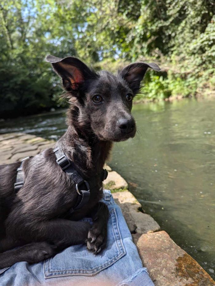 GREMS (ex STALONE) - Chiot mâle de taille petite à moyenne à l'âge adulte - Né environ en Février 2024 - Refuge de Monica - En famille d'accueil chez Nelly en France (département 28) - Adopté par Charlotte en France ( département 28 ) 44927510