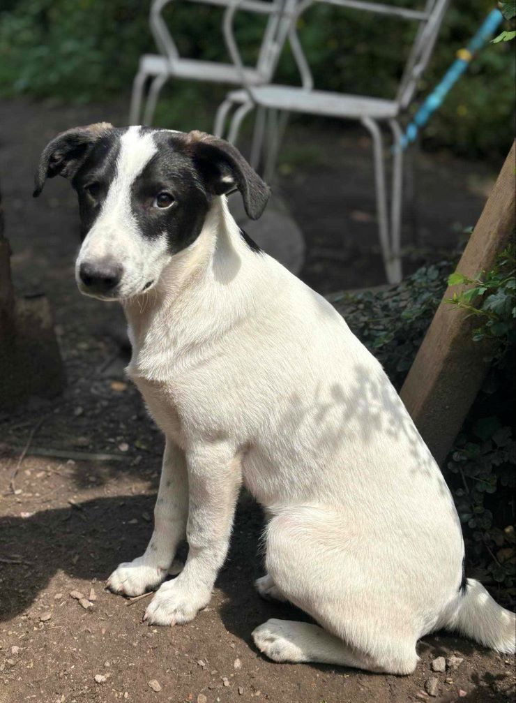 LUCKY (ex ENRICO) - Chiot mâle croisé de taille petite à moyenne à l'âge adulte - Né environ en Février 2024 - Refuge de Carmina - Adopté par Annick en Belgique  44930510