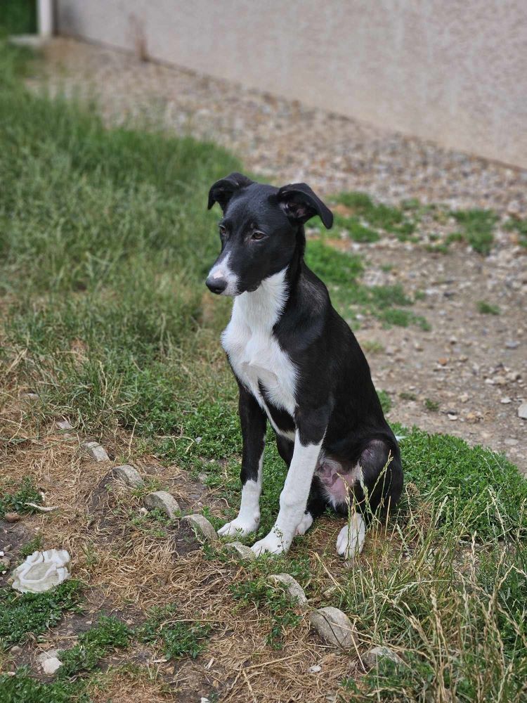 CLAFOUTIS² - Chiot mâle croisé de taille moyenne à l'âge adulte - Né environ en Février 2024 - Refuge de Monica - En famille d'accueil chez Nelly en France ( dpt 28 ) - Adopté par Lydia en France ( département 28 ) 44932212