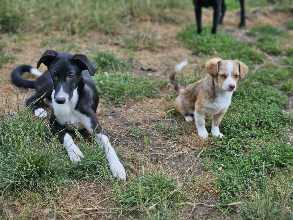 CLAFOUTIS² - Chiot mâle croisé de taille moyenne à l'âge adulte - Né environ en Février 2024 - Refuge de Monica - En famille d'accueil chez Nelly en France ( dpt 28 ) - Adopté par Lydia en France ( département 28 ) 44948010