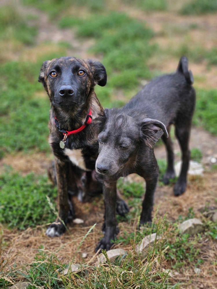 CARAMEL - Chiot mâle croisé de taille petite à moyenne à l'âge adulte - Né environ en Janvier 2024 - Refuge d'Aurelia - En famille d'accueil chez Nelly en France (dpt 28) 44964110