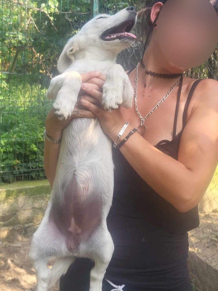 SIDI (ex SIDONIE) - Chiot femelle croisée de petite taille à l'âge adulte - Née environ en Mars 2024 - Refuge de Monica - Adoptée par Jenny en France ( département 08 ) 44964812