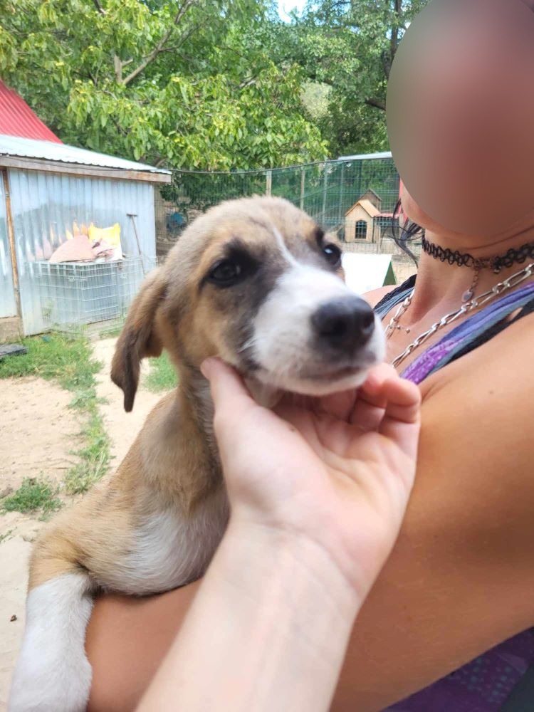 PENNY - Chiot femelle croisée de taille moyenne à l'âge adulte - Née environ en Mars 2024 - Refuge de Monica 44965810