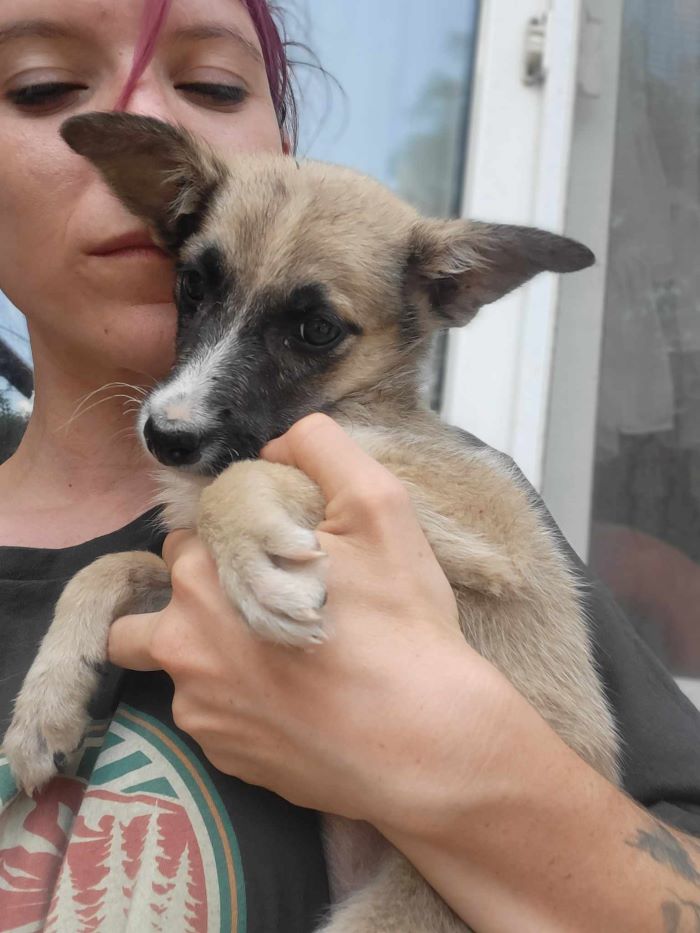 BABETTE - Chiot femelle croisée de taille petite à moyenne à l'âge adulte - Née environ en Mars 2024 - Refuge de Monica- Réservée à l'adoption par Mélissa en France ( département 63) 44972111