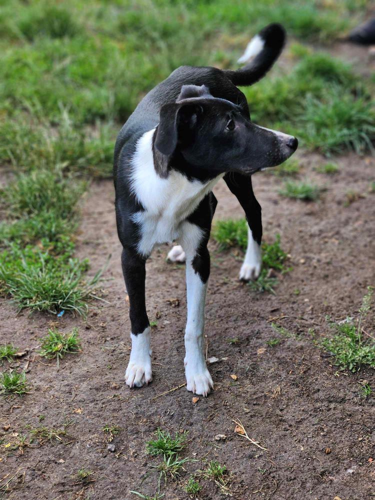 CLAFOUTIS² - Chiot mâle croisé de taille moyenne à l'âge adulte - Né environ en Février 2024 - Refuge de Monica - En famille d'accueil chez Nelly en France ( dpt 28 ) - Adopté par Lydia en France ( département 28 ) 44977511