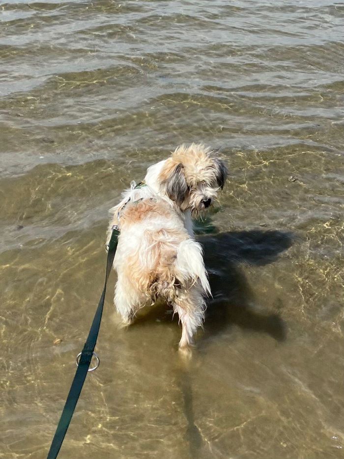 CHOUPI - Chiot mâle croisé de petite taille à l'âge adulte - Né environ en Décembre 2023 - Refuge de Florin - Adopté par Géraldine en France (département 78) 44998610