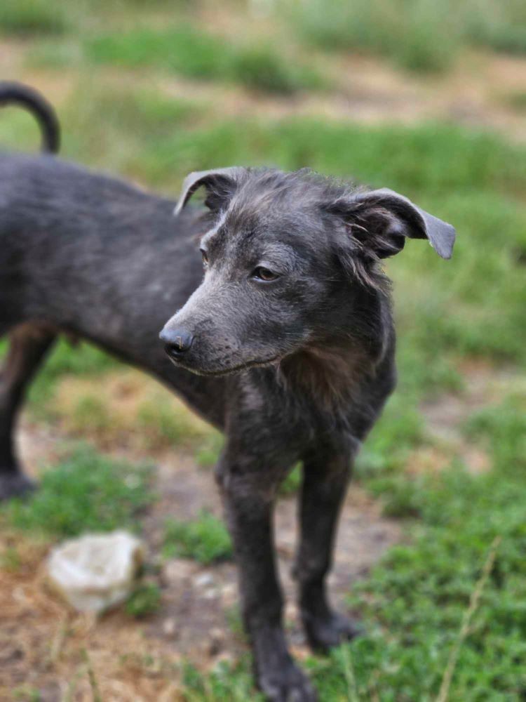 GREMS (ex STALONE) - Chiot mâle de taille petite à moyenne à l'âge adulte - Né environ en Février 2024 - Refuge de Monica - En famille d'accueil chez Nelly en France (département 28) - Adopté par Charlotte en France ( département 28 ) 45009910