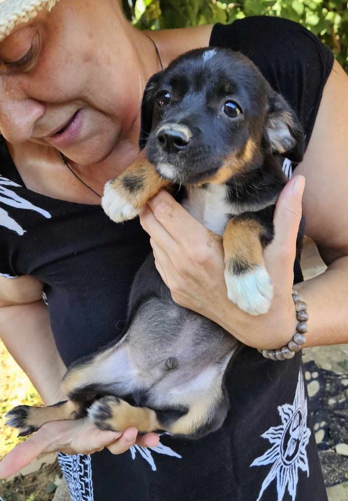 BIDOUILLE (ex AUGUSTE) - Chiot mâle croisé de petite taille à l'âge adulte - Né environ en Mars 2024 - Refuge d'Aurelia - Adopté par Isabelle en France ( département 69) 45016411