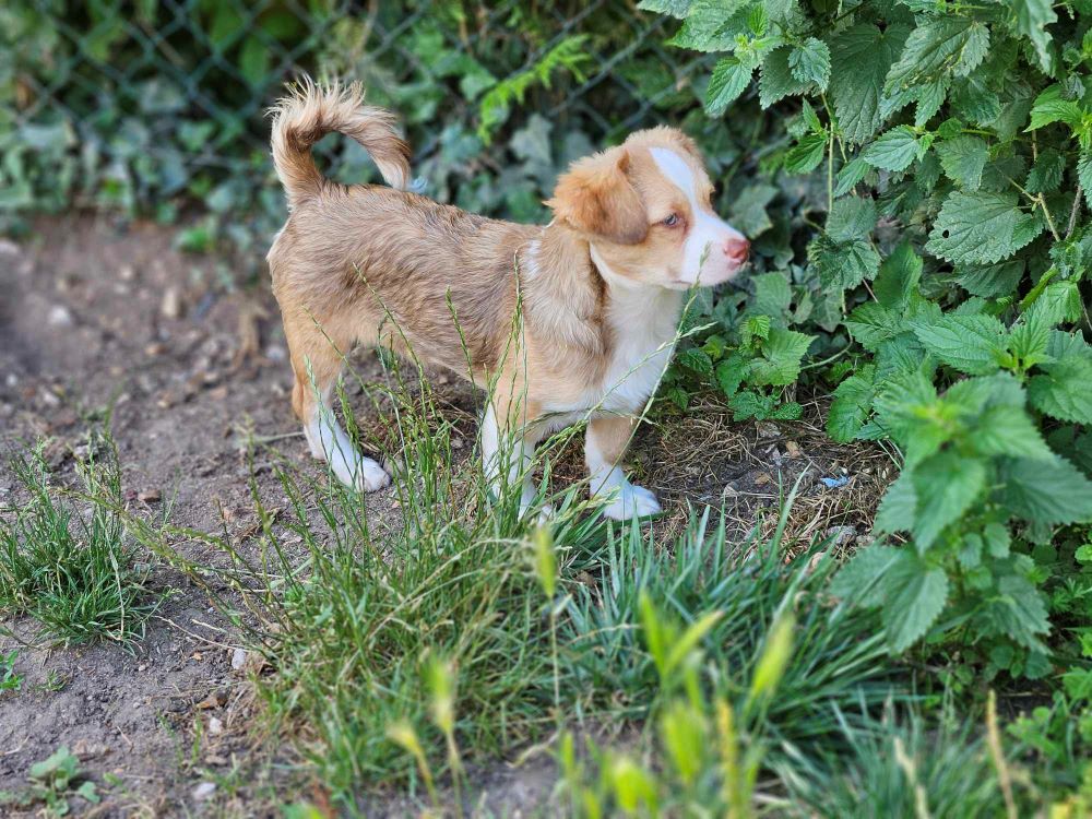 COOKIE (ex TROGNON) - Chiot mâle croisé de petite taille à l'âge adulte - Né environ en Mars 2024 - Refuge d'Aurelia - En famille d'accueil chez Nelly en France (département 28) - Adopté par Yohann en France ( département 28 ) 45016412