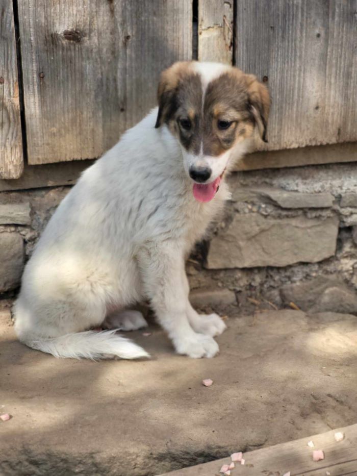 CHAPI - Chiot femelle croisée de taille moyenne à l'âge adulte - Née environ en Mars 2024 - Refuge de Monica- Réservée à l'adoption par Nathalie en France ( département 27) 45024215