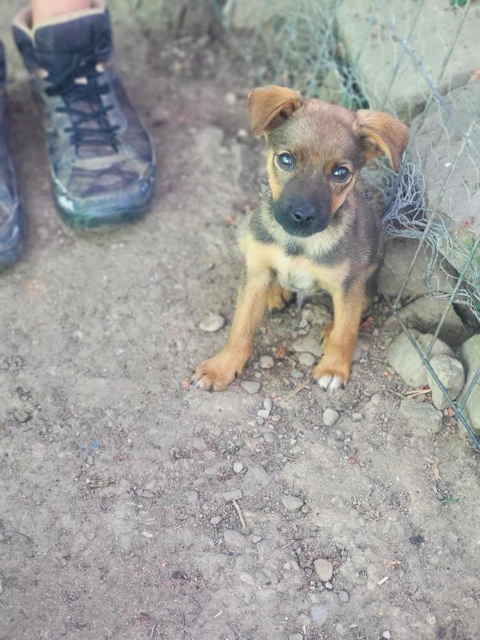 FINO - Chiot mâle croisé de taille petite à moyenne à l'âge adulte - Né environ en Avril 2024 - Refuge de Monica - En famille d'accueil chez Anaïs en Belgique ( Province de Namur ) - Adopté par Serge en Belgique 45024619