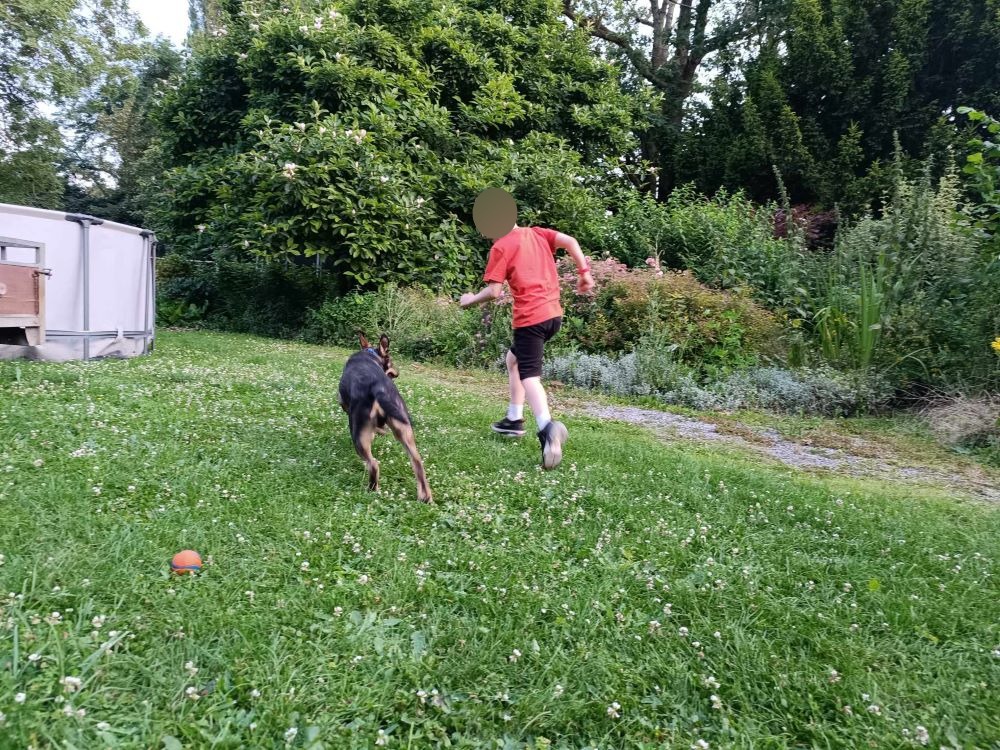 VASCO (VEGA) - Chiot mâle croisé de taille moyenne à l'âge adulte - Né environ en Janvier 2024 - Refuge d'Aurelia - Adopté par Julie en Belgique  45024713