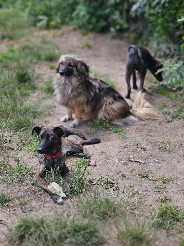 CARAMEL - Chiot mâle croisé de taille petite à moyenne à l'âge adulte - Né environ en Janvier 2024 - Refuge d'Aurelia - En famille d'accueil chez Nelly en France (dpt 28) 45034710