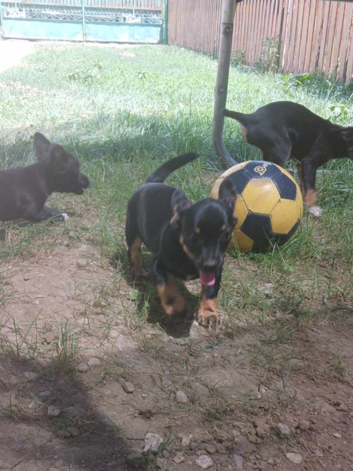 CESAR - Chiot mâle croisé de petite taille à l'âge adulte - Né environ en Avril 2024 - Refuge d'Aurelia - Adopté par Carole en Belgique 45036214