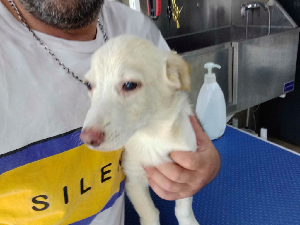 IDEFIX - Chiot mâle croisé de taille petite à moyenne à l'âge adulte - Né environ en Mars 2024 - Refuge de Florin 45037710