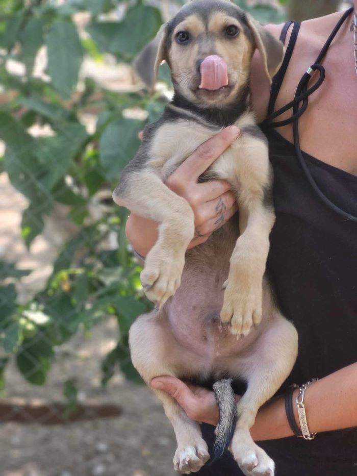 PANCHO - Chiot mâle croisé de taille moyenne à l'âge adulte - Né environ en Avril 2024 - Refuge de Monica 45037711