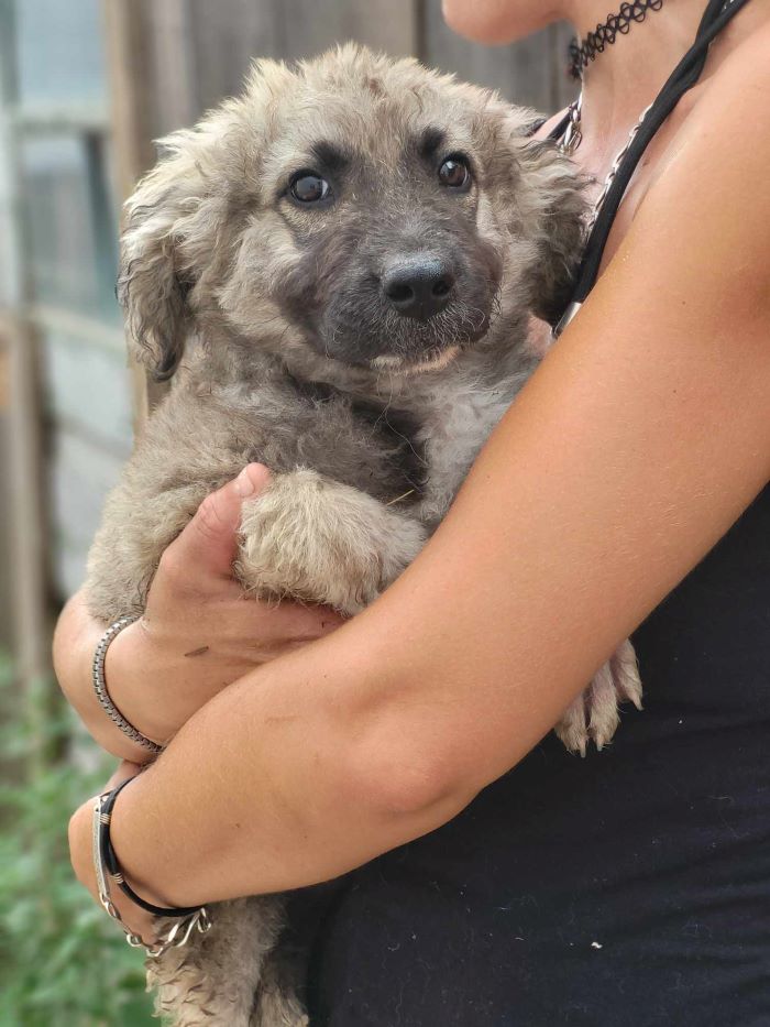 kibito - KIBITO - Chiot mâle croisé Berger Roumain de grand taille à l'âge adulte - Né environ en Mars 2024 - Refuge de Monica 45039510