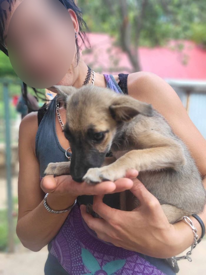 CANDY - Chiot femelle croisée de taille petite à l'âge adulte - Née environ en Mars 2024 - Refuge de Monica - En famille d'accueil chez Nelly en France (dpt 28) 45043112