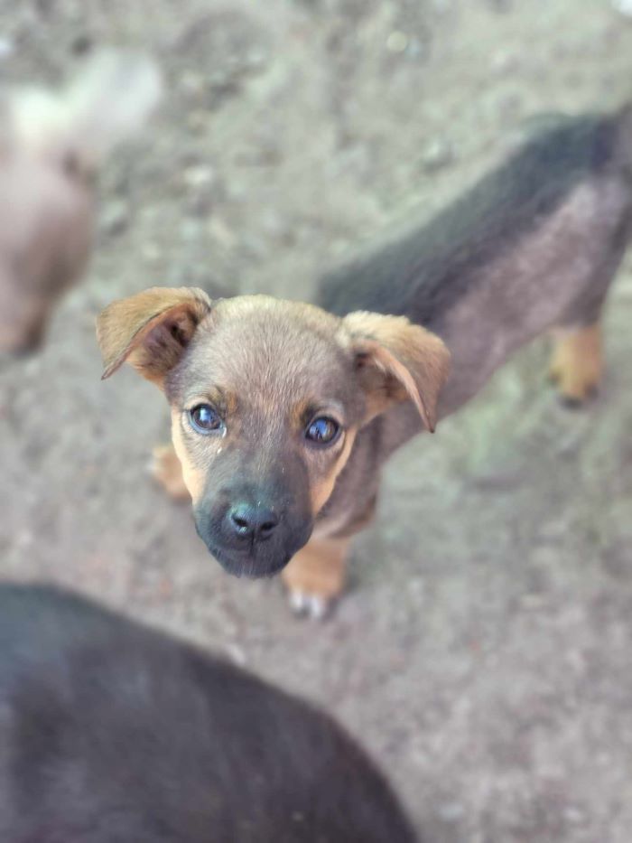 FINO - Chiot mâle croisé de taille petite à moyenne à l'âge adulte - Né environ en Avril 2024 - Refuge de Monica - En famille d'accueil chez Anaïs en Belgique ( Province de Namur ) - Adopté par Serge en Belgique 45045312