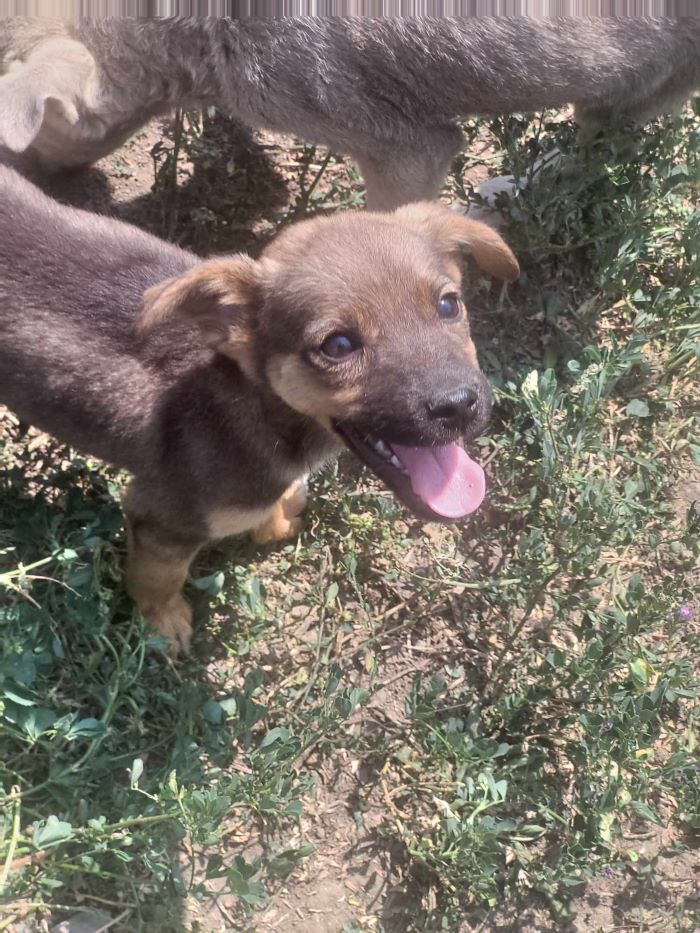 FINO - Chiot mâle croisé de taille petite à moyenne à l'âge adulte - Né environ en Avril 2024 - Refuge de Monica - En famille d'accueil chez Anaïs en Belgique ( Province de Namur ) - Adopté par Serge en Belgique 45051015